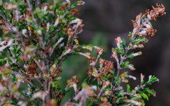 Passerina montana