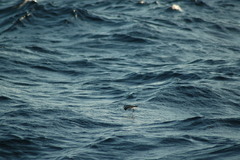 Pelagodroma marina