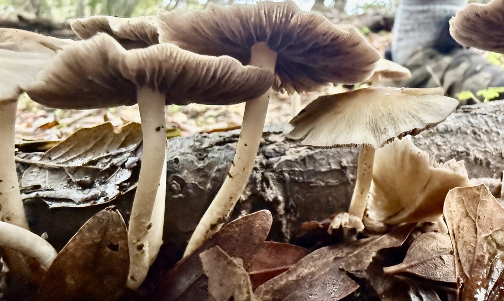 Candolleomyces candolleanus · November 2025 · photo: © hllrnnr (iNaturalist, cc0)