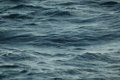 Pelagodroma marina