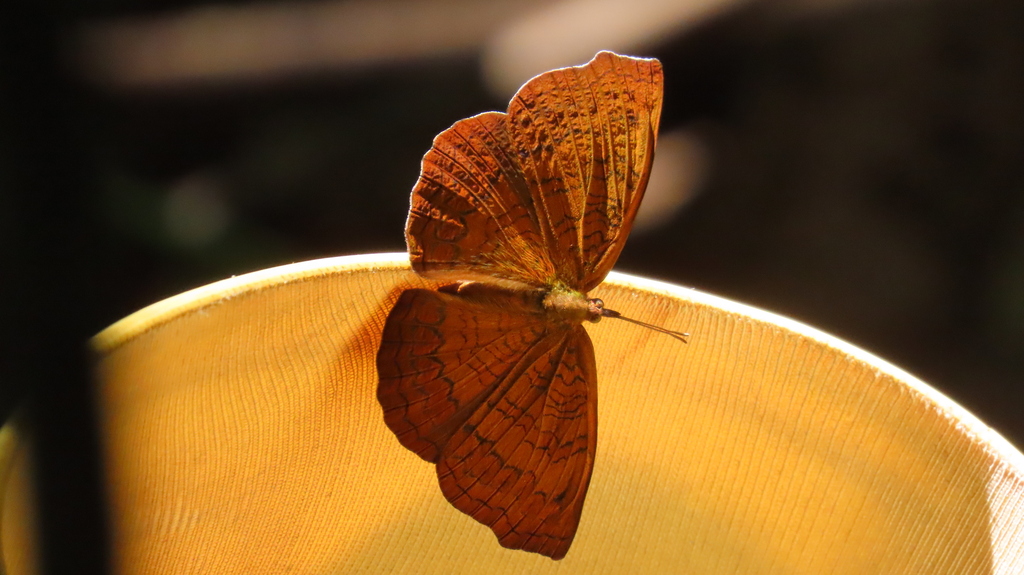 Banded Castor (Ariadne specularia)