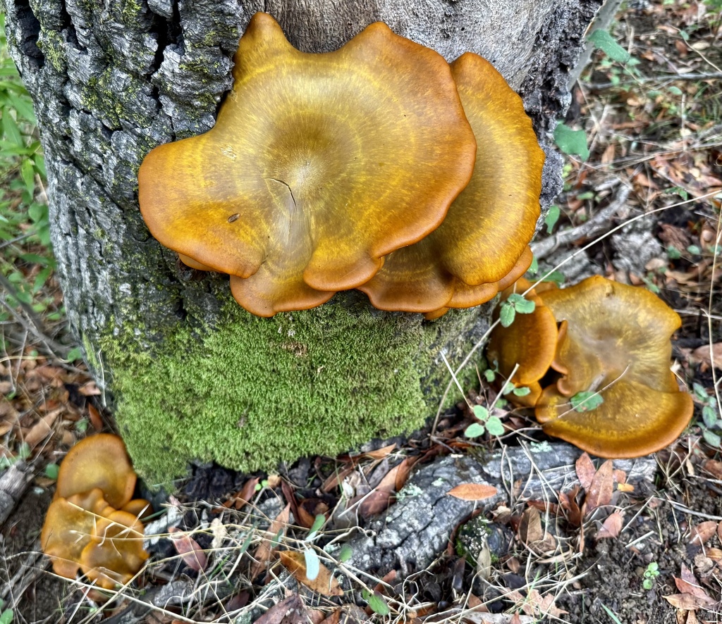 Omphalotus olivascens · November 2025 · photo: © hllrnnr (iNaturalist, cc0)
