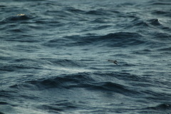 Pelagodroma marina