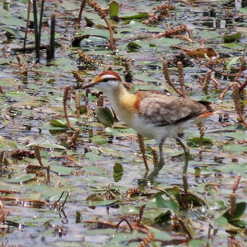 iNaturalist image