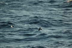 Pelagodroma marina