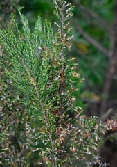 Passerina montana