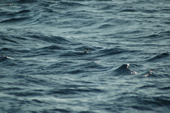 Pelagodroma marina