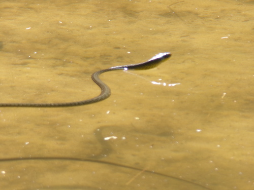 Common Tree Snake sighting