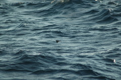 Pelagodroma marina