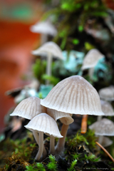 Mycena subcana