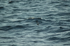 Pelagodroma marina