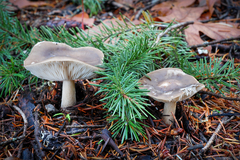 Melanoleuca strictipes