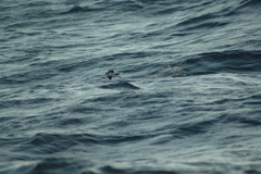 Pelagodroma marina