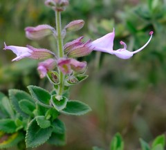 Syncolostemon rehmannii