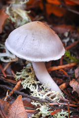 Inocybe pallidicremea