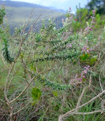 Syncolostemon rehmannii