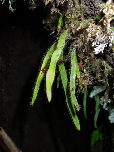 Oreogrammitis hookeri observed 2025-10-18