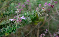 Syncolostemon rehmannii