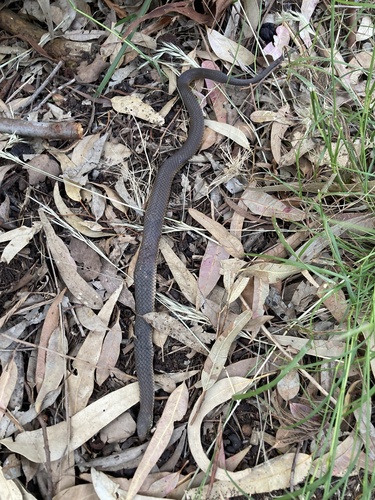 Lowlands Copperhead sighting