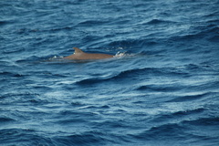 Mesoplodon bidens