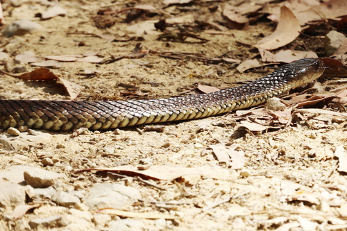 Tiger Snake sighting