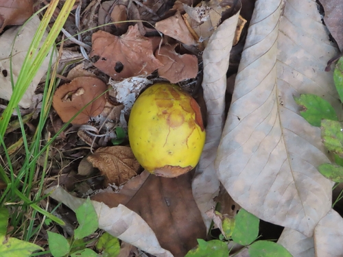 Pseudocydonia sinensis