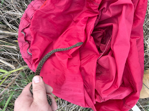 Spotted Python sighting