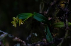 Polystachya transvaalensis