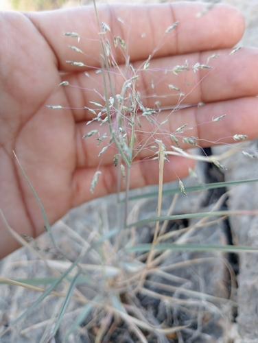 Thalia Lovegrass (Eragrostis papposa)