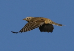 Mistle Thrush photo 3