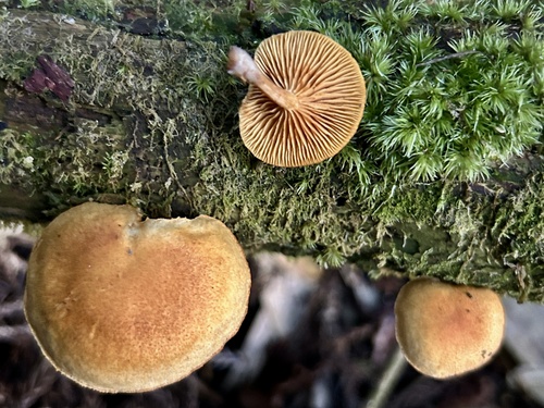 Gymnopilus penetrans