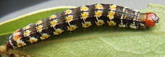 Hypocala deflorata
