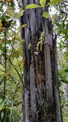 Tmesipteris tannensis