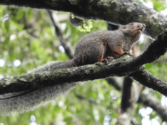 Heliosciurus rufobrachium