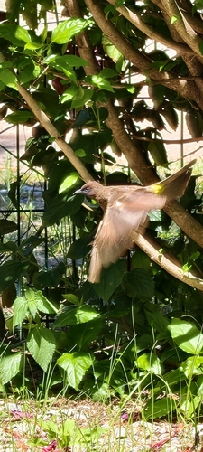 Common Bulbul