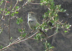 Leptasthenura aegithaloides