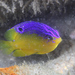 Brazilian Cocoa Damselfish - Photo (c) Kevin Bryant, some rights reserved (CC BY-NC-SA)
