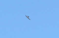 Aeronautes andecolus