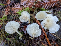 Trichocybe