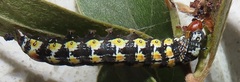 Hypocala deflorata
