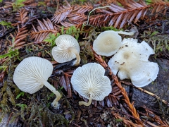 Trichocybe