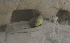 Sicalis