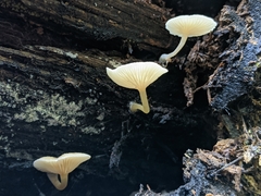 Trichocybe