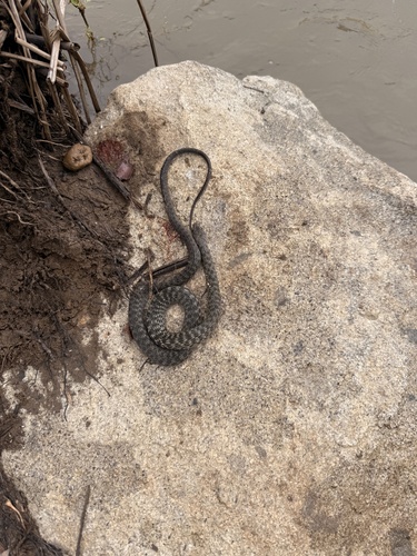 Common keelback sighting