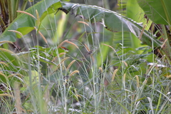Sporophila luctuosa