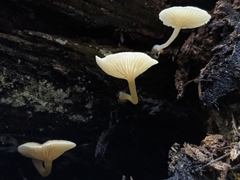 Trichocybe