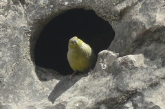 Sicalis