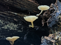 Trichocybe