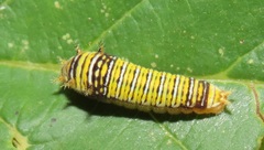 Graphium angolanus angolanus