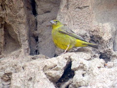 Sicalis